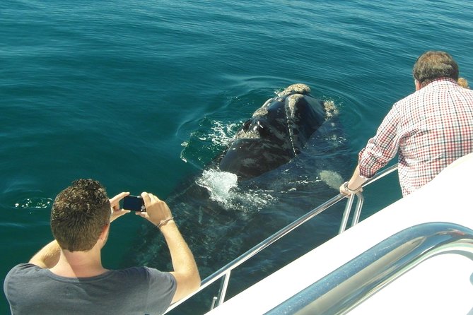Hermanus Whale Watching Boat Trip With Shared Transfers From Cape Town - Common Questions