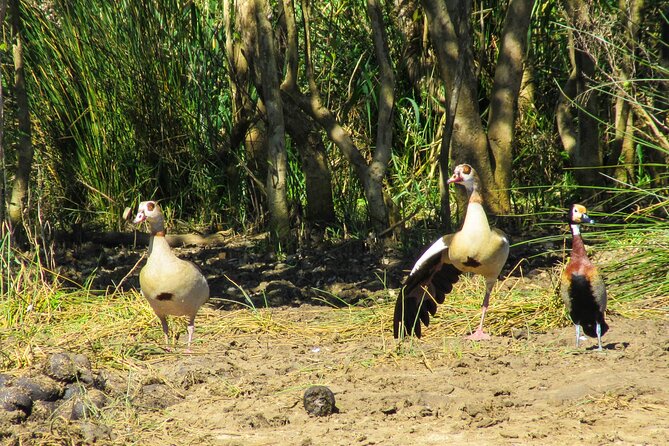 Hippo and Croc Boat Cruise in Saint Lucia With Pick-Up - Inclusions, Pickup, and Additional Information