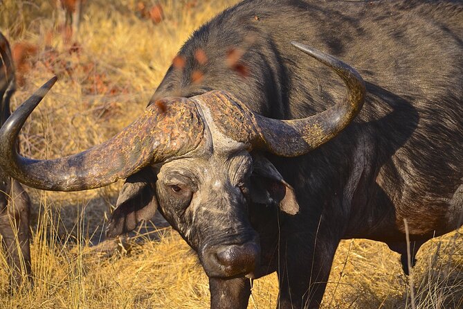 Hluhluwe Safari & Emdoneni Wild Cat Project Day Tour From Durban - What to Expect: Safari and Wild Cat Conservation Experience