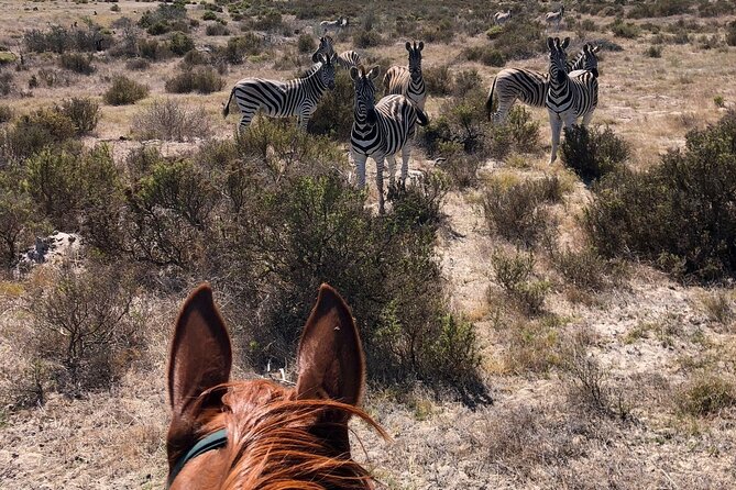 Horse Safari & Beach Ride Western Cape - Common Questions