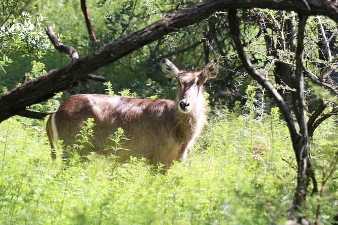 Horseback Safari Adventure in Hartbeespoort From Johannesburg - What to Expect During a Horseback Safari Adventure