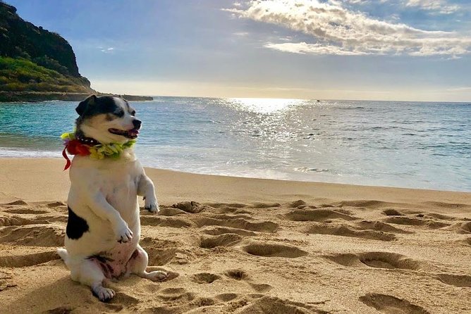 Incredible West Side Hidden Gems of Oahu(Optional Tour With Celebrity Hula Dog) - Reviews and Additional Information