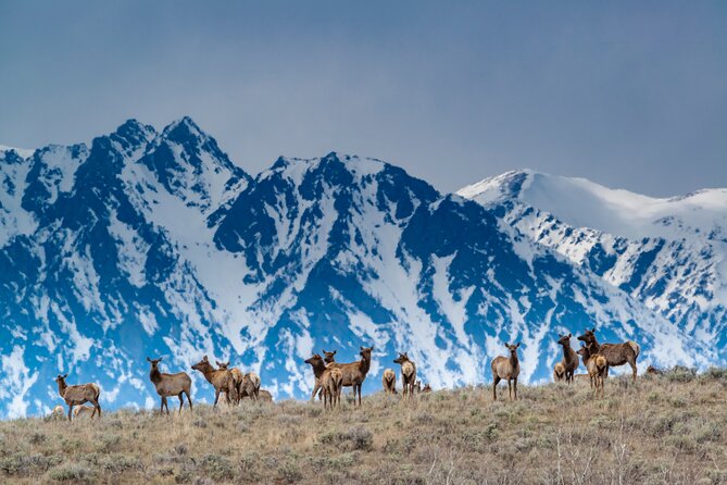 Jackson 4-Day and 3-Night Grand Teton and Yellowstone Winter Tour - Common Questions
