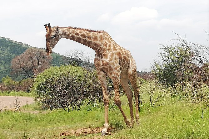 Johannesburg Private 2-Day Pilanesberg Safari  - Pretoria - Booking Details