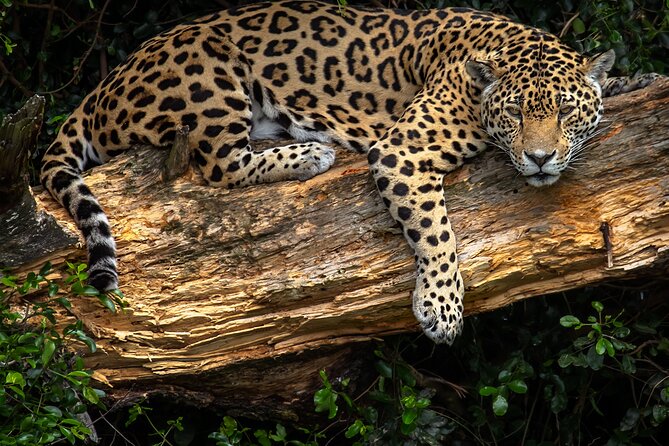 Jukani Wildlife Sanctuary Admission With Guided Tour - Additional Information