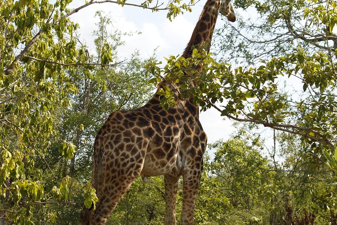 Kruger National Park 2 Days 1 Night Magical Safari From Johannesburg - Price and Variations