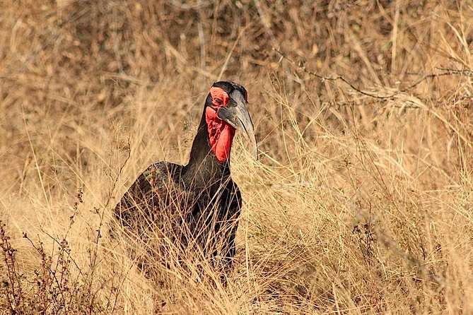 Kruger National Park Full Day Safari Tour - Winter Attire Recommendations