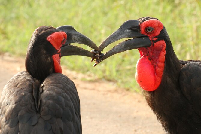 Kruger National Park in a Open Safari Vehicle - Full Day - Pricing and Terms & Conditions
