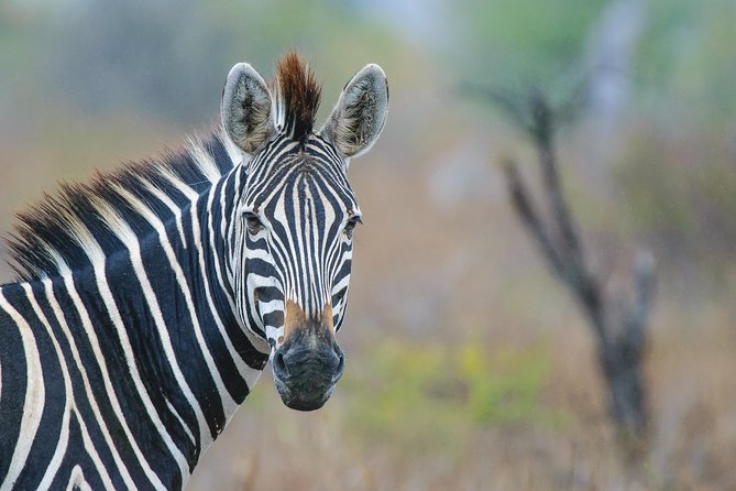 Kruger National Park L Private Afternoon Safari From Hazyview - Common Questions