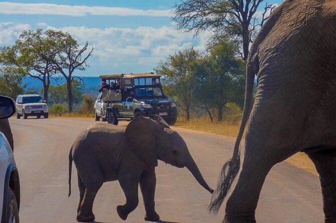Kruger National Park Morning Safari 2 People Minimum - Reviews and Pricing Information
