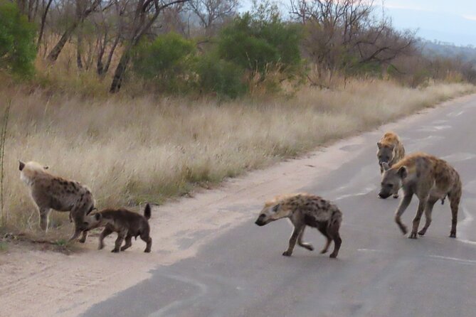Kruger National Park - Private Sunrise Half Day Safari Trip. - The Sum Up