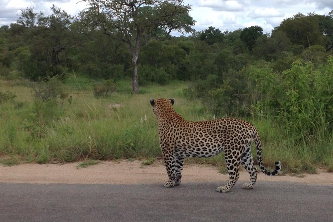 Kruger Park Safari: Guided Day Tour From Nelspruit - Price and Booking Information