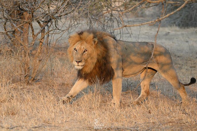 Kruger Safari Tour - Morning Half Day - Common Questions