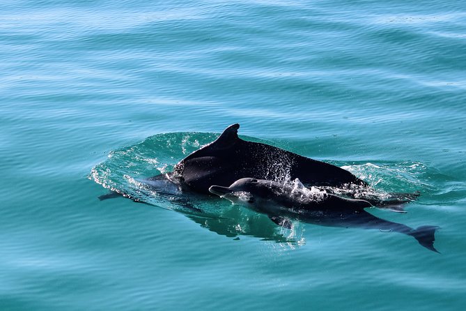 Marine Big 5 Safari With Transport From Hermanus - Common Questions