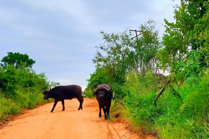 Moholoholo Wildlife Encounter & Sunset Safari - Directions