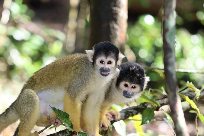 Monkeyland Guided Tour in Plettenberg Bay - Directions