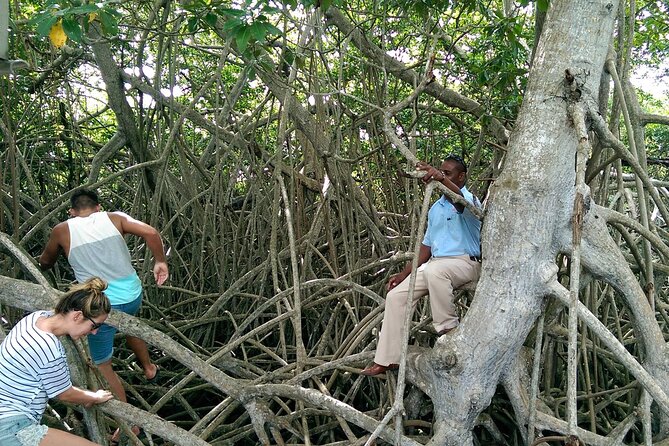 Montego Bay Private South Coast Adventure Full-Day Trip - Background