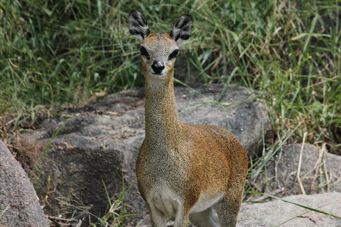 Morning Safari in Kruger National Park From Hazyview (Am Knp) - Common Questions