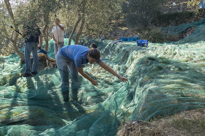 Olive Oil Private Tour in Portugal - Pricing and Terms