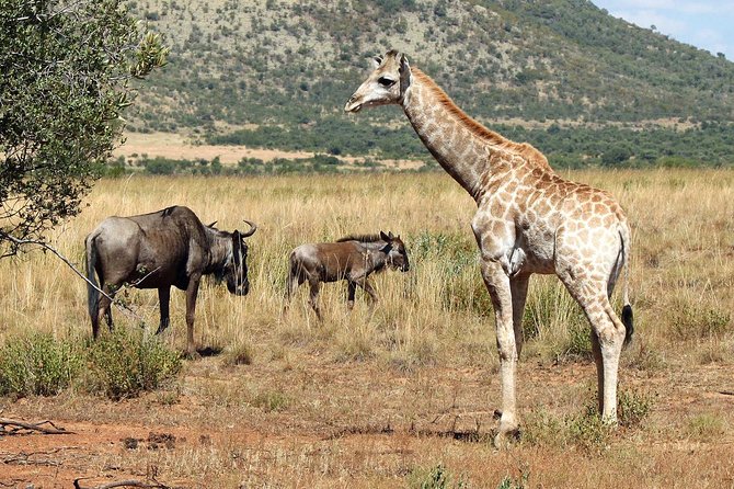 One Night Two Day Pilanesberg National Park Safari and Open Vehicle Game Drives - Directions