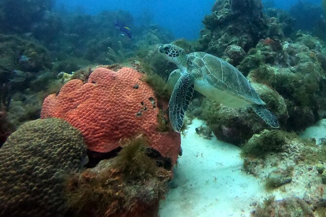 PADI Discover Scuba Dive - Pricing
