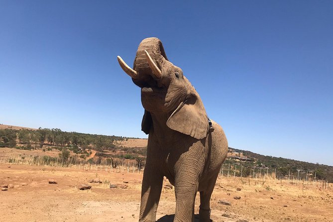 Pilanesberg Camping Safari From Johannesburg - Common Questions