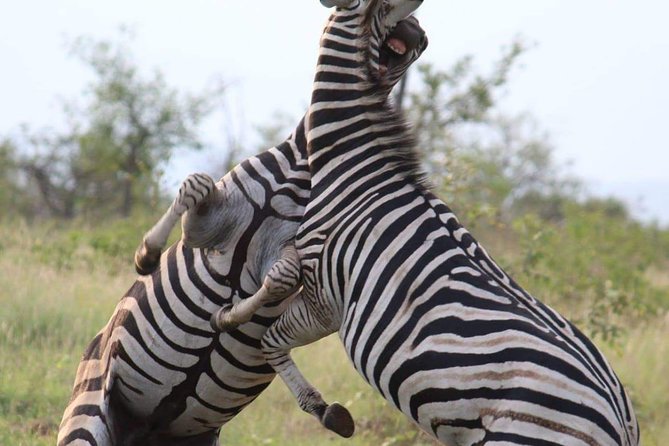Pilanesberg Full Day Safari Private - The Sum Up