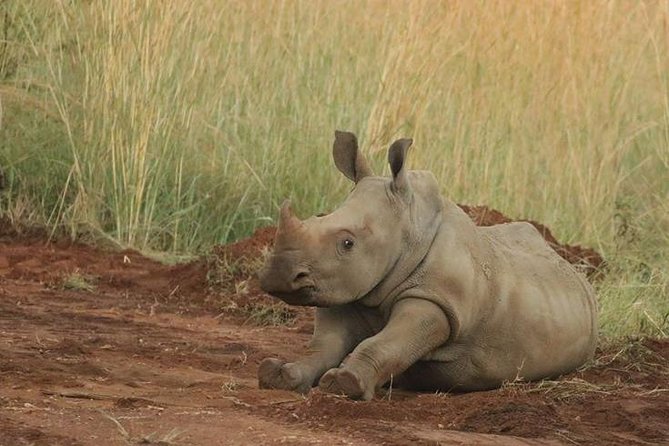 Pilanesberg Game Reserve 6 Hour Sunrise Safari From Johannesburg or Pretoria - Common Questions