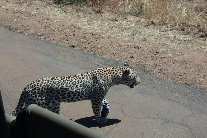 Pilanesberg Game Reserve Guided Day Tour From Johannesburg or Pretoria - The Sum Up