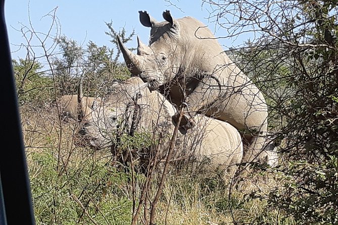 Pilanesberg National Park Day Tour From Pretoria, Every SATURDAY - Pricing and Terms