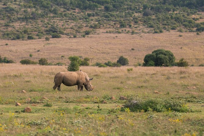 Pilanesberg National Park Private Full-Day Safari Tour  - Johannesburg - Confirmation and Accessibility Information