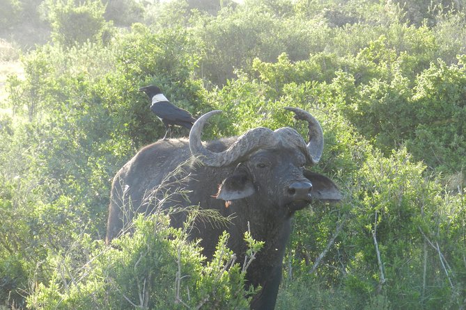Port Elizabeth Shore Excursion: Addo Elephant Full Day Safari &"Braai"Lunch(BBQ) - The Sum Up