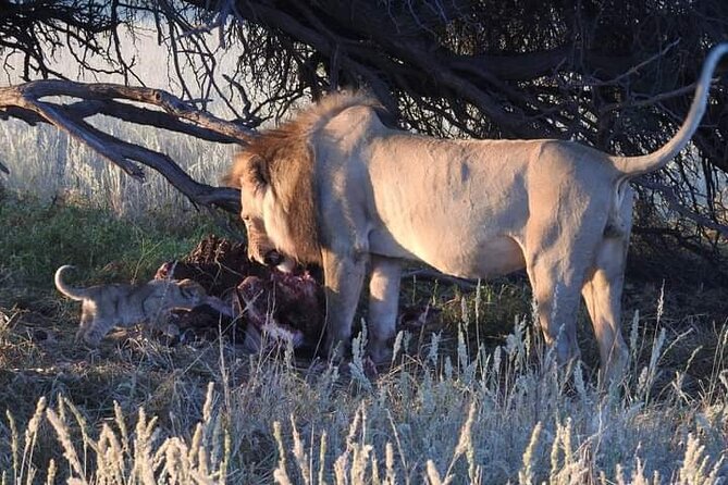 Pretoria Private Full-Day Pilanesberg Open-Vehicle Safari - Reviews and Ratings