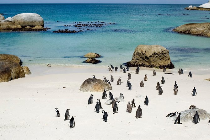 Private Cape Peninsula Kirstenbosch Garden Full Day Guided Tour - Daves Personalized Service