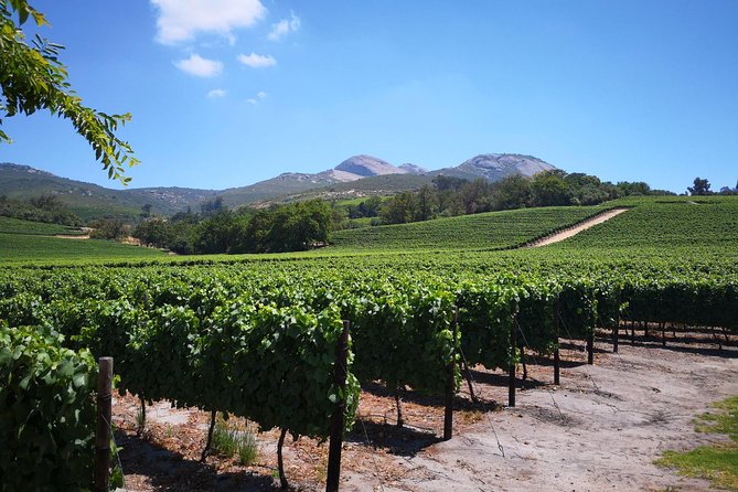 Private Cape Winelands From Stellenbosch or Franschhoek or Paarl - Private Wine Tour: The Ultimate Experience
