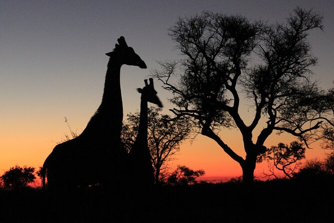 Private Game Drive Safari in Hoedspruit - Cancellation Policy and Weather Considerations