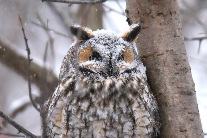 Private Guided Owl Prowl to Observe and Photograph Wild Owls - Common Questions