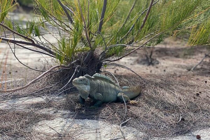 Private Half-Day Island Mirage Tour From Providenciales - Tour Highlights