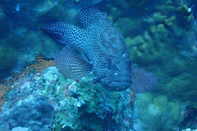 Private Rincon Snorkeling Adventure - Directions