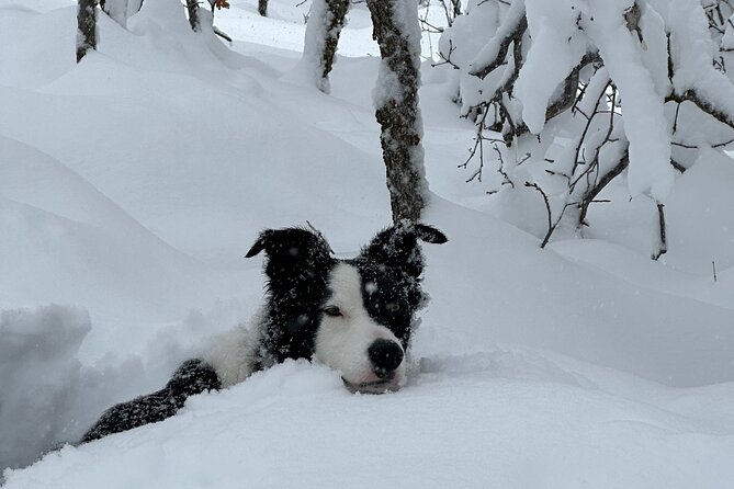 Privately Guided Snowshoe Experience - Additional Information and Booking Confirmation