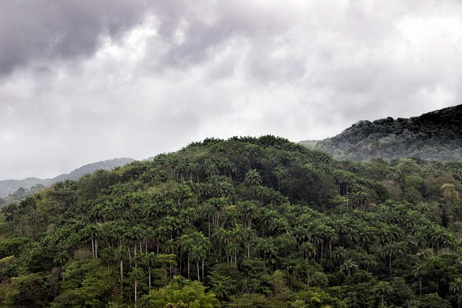 Rainforest Tour - Additional Information for Rainforest Tour
