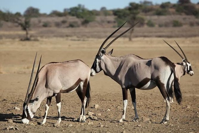 Safari Experience at Rhino & Lion Park - The Sum Up
