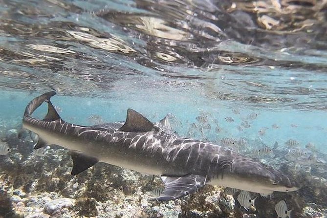 Sal Island: Shark Bay Shark Watching Experience From Santa Maria - Safety Guidelines and Equipment