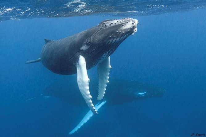 Samana Full-Day Tour With Whale Watching and Horse Riding - Common Questions
