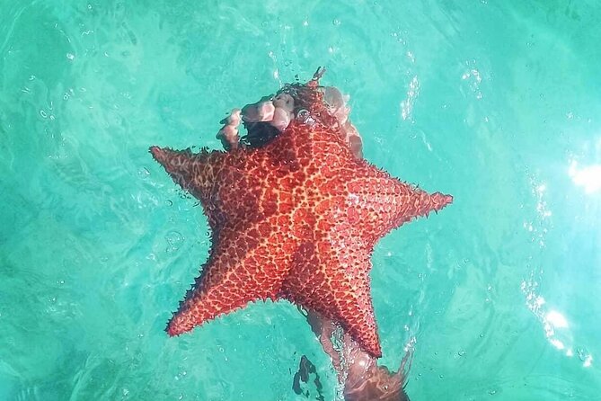 Saona Island Tour - Full Day From Punta Cana Buffet and Drinks - Important Information