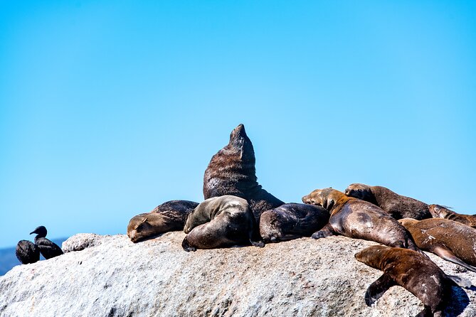Seal Snorkeling Experience in Cape Town - Common Questions