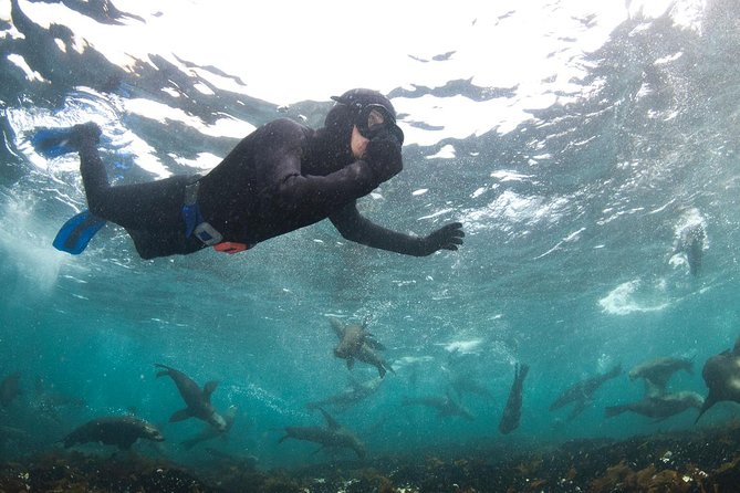 Seal Snorkeling With Animal Ocean in Hout Bay - Safety Guidelines and Equipment
