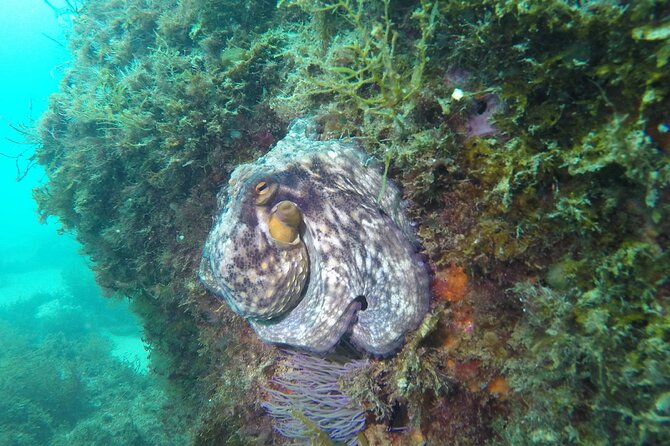 Sesimbra Small-Group Snorkeling Tour  - Setubal District - Snorkel Gear Provided