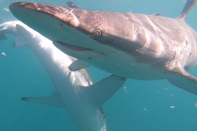 Shark Cage Diving - Adventure Meets Conservation! - Common Questions
