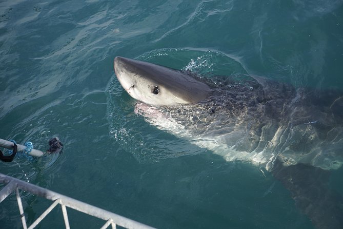 Shark Cage Diving Viewing Only - Background